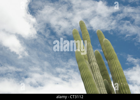 Saguaro cactus, Carnegiea gigantea, green spears of columnar succulent against a blue sky with clouds. Stock Photo