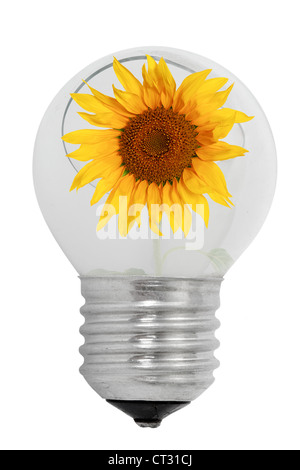 Shattered light bulb and sunflower, isolated on a white background Stock Photo