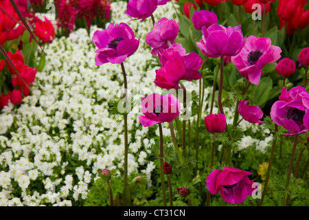 colorful flowerbed of anemones in Keukenhof garden, Holland Stock Photo