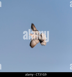 A Collared Dove ( Streptopelia decaocto ) in flight Stock Photo
