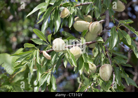 Almond Tree; Prunus dulcis; nuts; spain Stock Photo