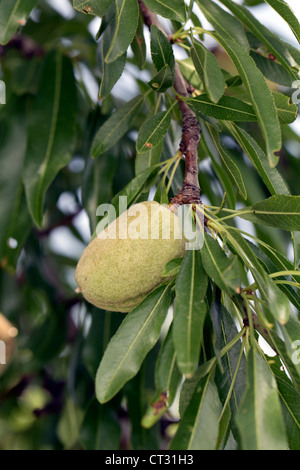 Almond Tree; Prunus dulcis; nuts; spain Stock Photo