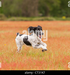 An English Springer Spaniel working gun dog strain running in a field Stock Photo
