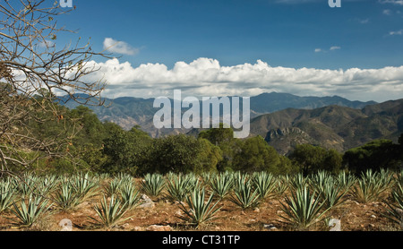 Agave tequilana, Blue agave used in the production of tequila growing in the hills of Oaxaca, Mexico. Stock Photo