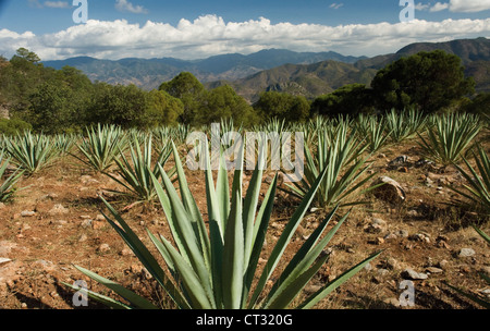 Agave tequilana, Blue agave used in the production of tequila growing in the hills of Oaxaca, Mexico. Stock Photo