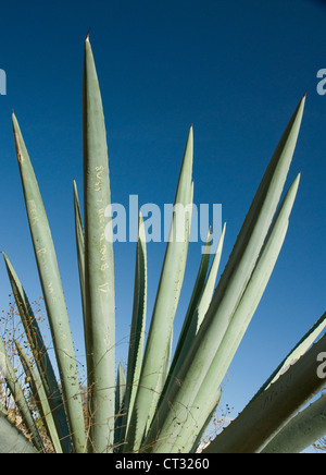 Agave tequiliana, Tequila agave, Succulent long leaves used in the production of the Mexican drink tequila against a blue sky. Stock Photo