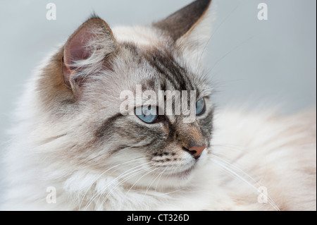 gray cat with ice blue eyes