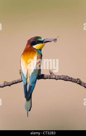 Bee Eater; Merops apiaster; Spain; with insect Stock Photo