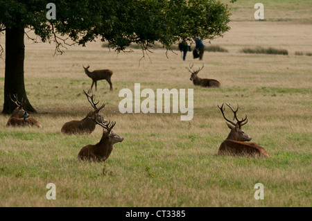 Red deer (Cervus elaphus) resting stag group. Stock Photo