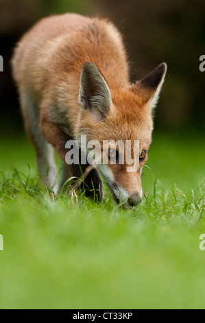 Red fox cub exploring surrounding area of den, Hertfordshire, UK Stock Photo