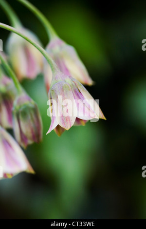 Nectaroscordum siculum growing in an English garden. Sicilian honey garlic. Stock Photo
