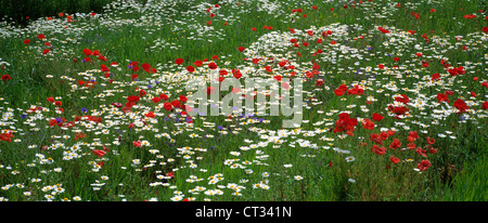 Bellis, Daisy Stock Photo