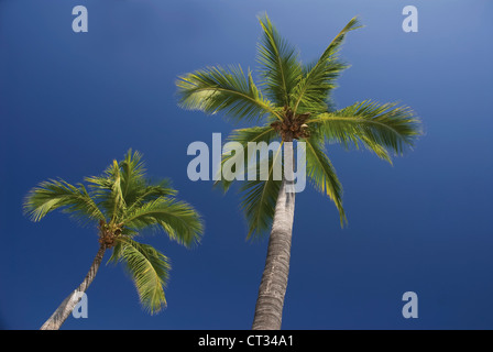 Cocos nucifera, Coconut palm Stock Photo