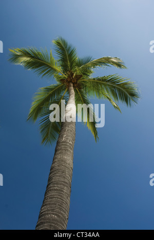 Cocos nucifera, Coconut palm Stock Photo