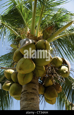 Cocos nucifera, Coconut palm Stock Photo