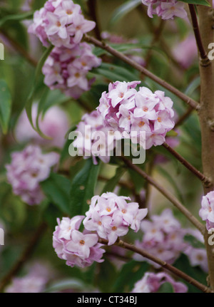 Daphne odora, Pink flower clusters on the ends of branches of a shrub. Stock Photo