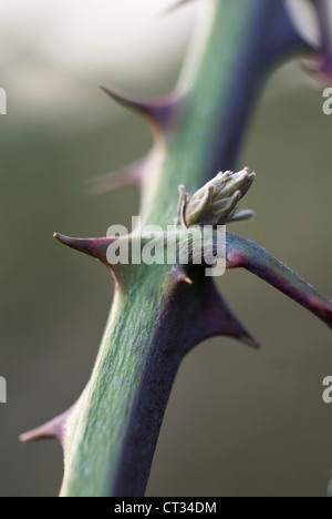 Rubus ulmifolius, Blackberry Stock Photo