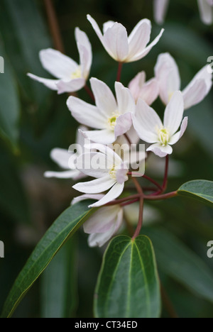 Clematis armandii, Clematis Stock Photo