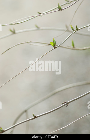 Deutzia corymbosa, Deutzia Stock Photo