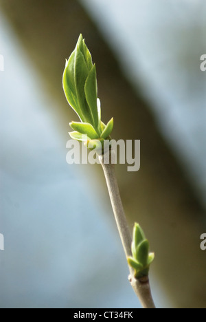 Syringa vulgaris 'Madame F Morel', Lilac Stock Photo