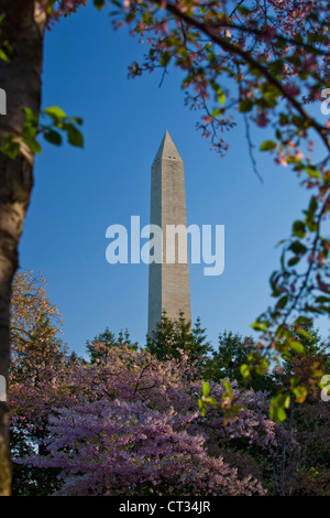 The Washington Monument framed by Japanese cherry trees in bloom