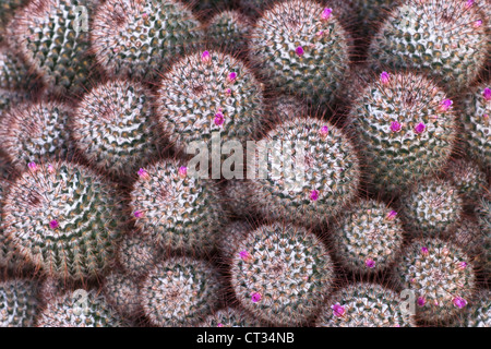 Mammillaria bombycina,  Silken Pincushion cactus, overhead view of pink flowering spikey green succulent plants. Stock Photo