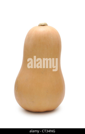 Butternut Squash, Pumpkin,  Whole Raw Butternut Squash Stock Photo