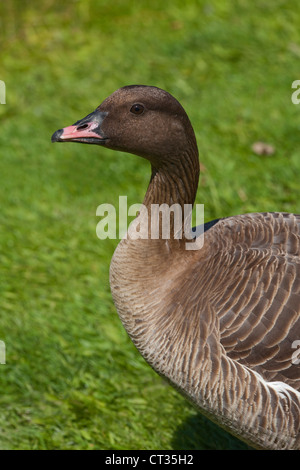 Pink-footed Goose (Anser brachyrhynchus). Has a pink and black bill.  Each individual having a different distribution of the pigments. Stock Photo