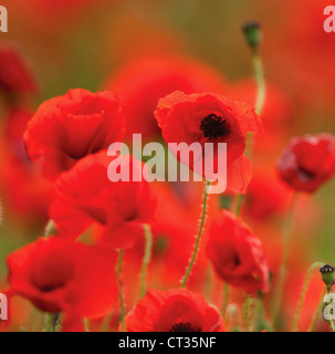 Papaver rhoeas, Poppy field Stock Photo