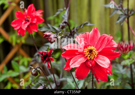 A 'Bishop of Llandaff' dahlia growing in an English Garden Stock Photo