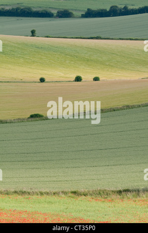 Papaver rhoeas, Poppy field Stock Photo