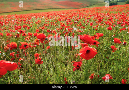 Field poppy, Papaver rhoeas, field of red poppies. Stock Photo