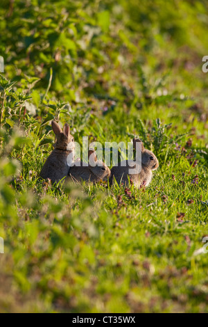 Young Rabbits (Oryctolagus cuniculus). From a hedgerow burrow and on the edge of an arable field. May. Norfolk. Evening light. Stock Photo