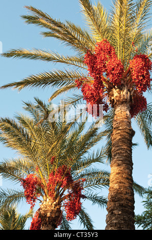 Phoenix, Palm, Date palm Stock Photo