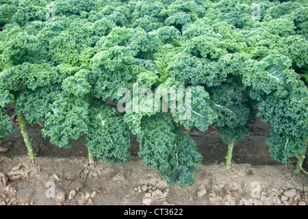 Green Kale, organic, growing. Stock Photo