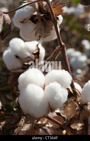 Gossypium, Cotton Stock Photo