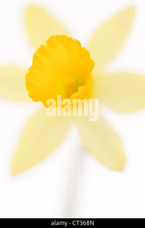 Narcissus, Daffodil Stock Photo