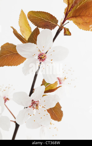 Prunus sargentii, Cherry Stock Photo