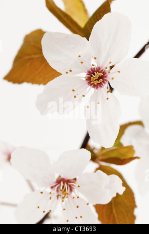 Prunus sargentii, Cherry Stock Photo