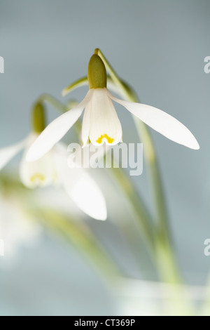 Galanthus nivalis, Snowdrop, pendulous white flowers on stems in a glass vase against a grey background. Stock Photo