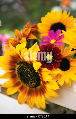 Helianthus, Sunflower Stock Photo
