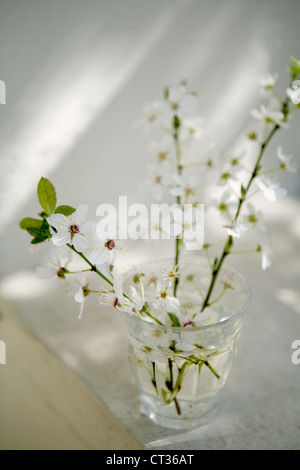 Prunus domestica, Plum Stock Photo