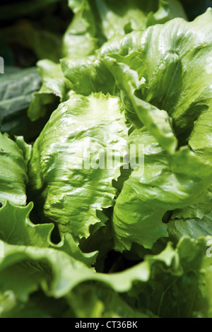 Lactuca sativa, Lettuce Stock Photo