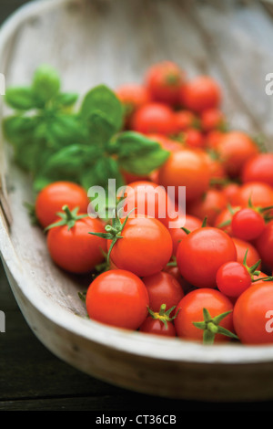 Lycopersicon esculentum 'Gardeners Delight', Tomato Stock Photo