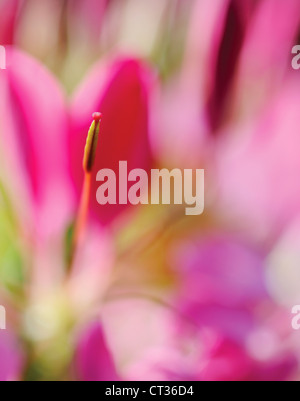 Cleome hassleriana, Spider flower, Cleome Stock Photo