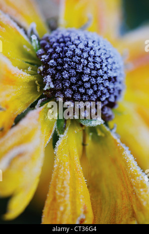 Helenium, Helen's flower, Sneezeweed Stock Photo