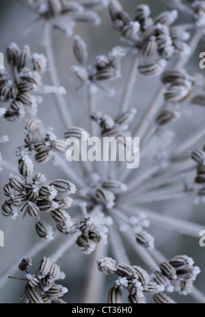 Foeniculum vulgare, Fennel Stock Photo