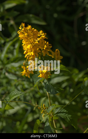 Yellow Loosestrife (Lysimachia vulgaris). Marginal plant. Here growing alongside garden pond, Natural History Museum, London. Stock Photo