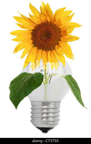 Shattered light bulb and sunflower, isolated on a white background Stock Photo
