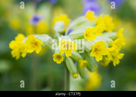 Primula veris. Cowslips flowering in an English meadow. Stock Photo